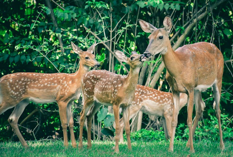 Herd Of Graceful Mother Deer With Fawns