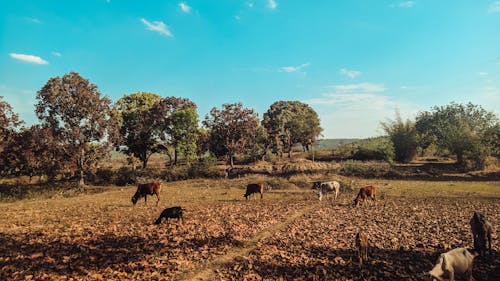 Gratis stockfoto met akkerland, boerderij, gras eten