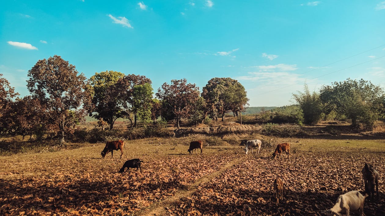 Безкоштовне стокове фото на тему «випас, корови, пахотні угіддя»