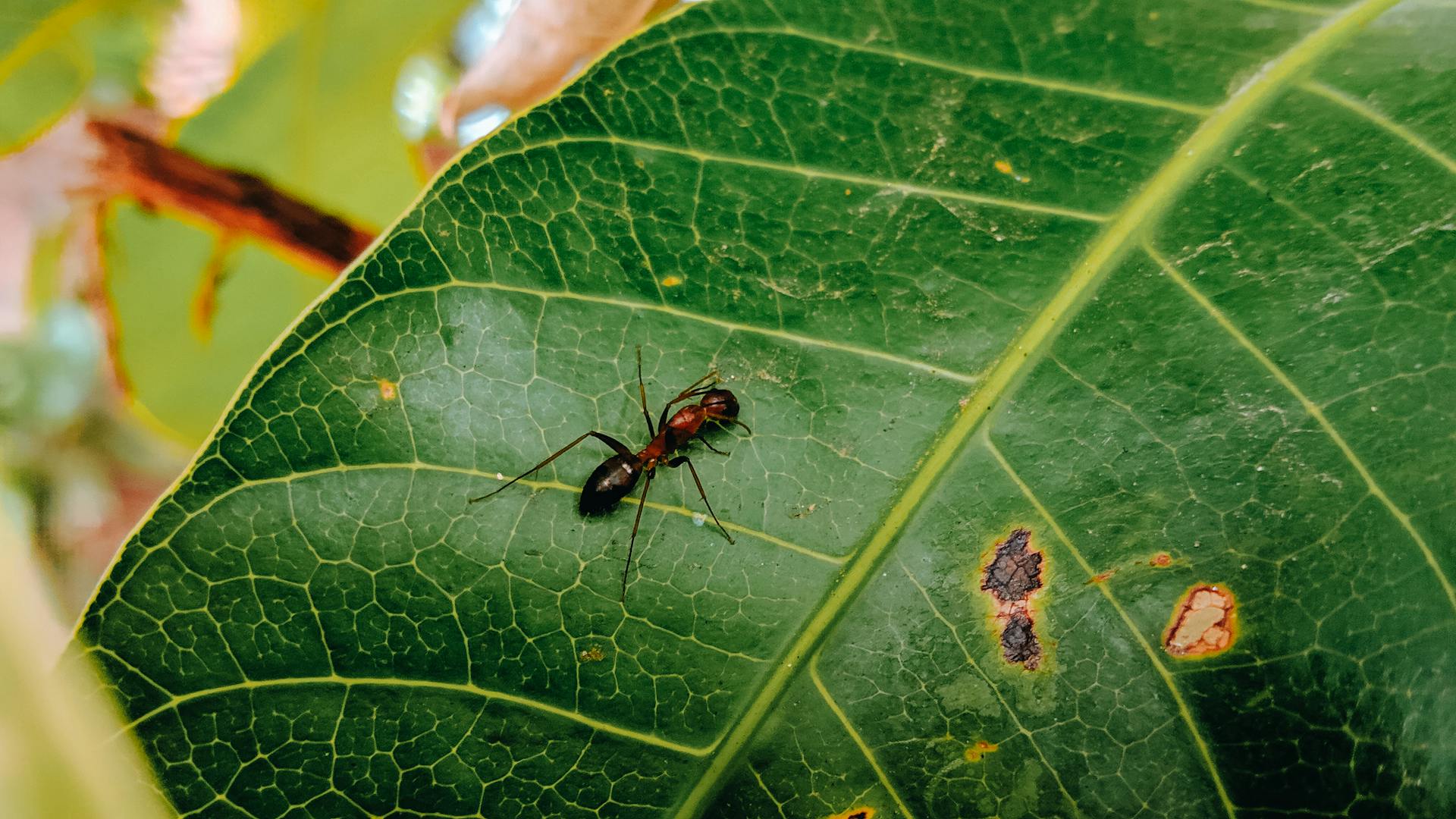 Extreme Close-up of an Ant on a Leaf