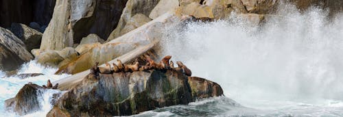 Imagine de stoc gratuită din Alaska, crashing valuri, golful de rezerve