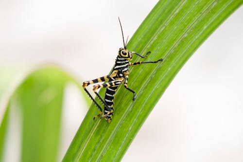 Imagine de stoc gratuită din insecta yucatan, lăcustă, lăcustă mexicană