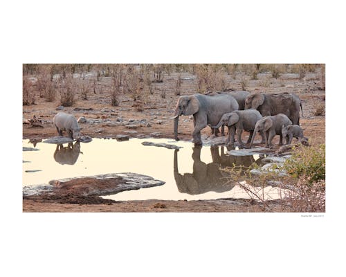Безкоштовне стокове фото на тему «Африка, елефати у воді, намібія»