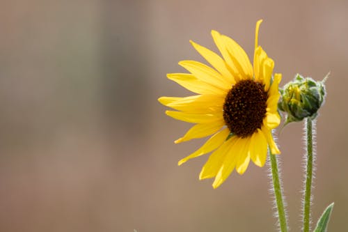 Imagine de stoc gratuită din floare de primăvară, floare galbenă, floare sălbatică