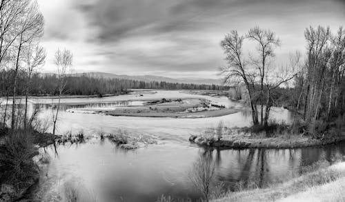 Grayscale Photo of Trees Near a River