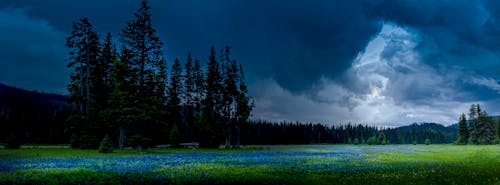 Imagine de stoc gratuită din câmp, flori de camus, frontiera idaho montana