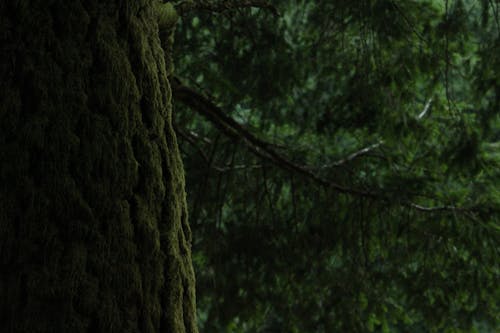 무료 검은 나무 가지 스톡 사진
