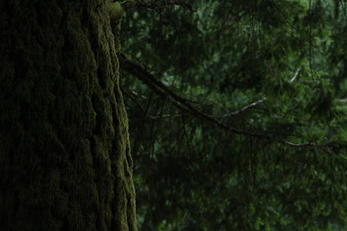 Branche D'arbre Noir