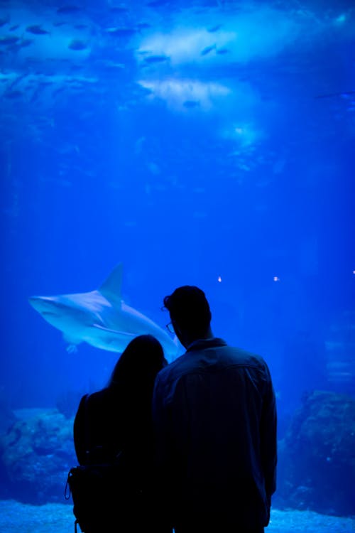 Free 

A Couple Looking at an Aquarium Stock Photo