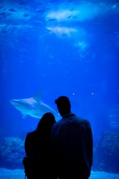 一对夫妇在葡萄牙水族馆里静静观赏鲨鱼的剪影