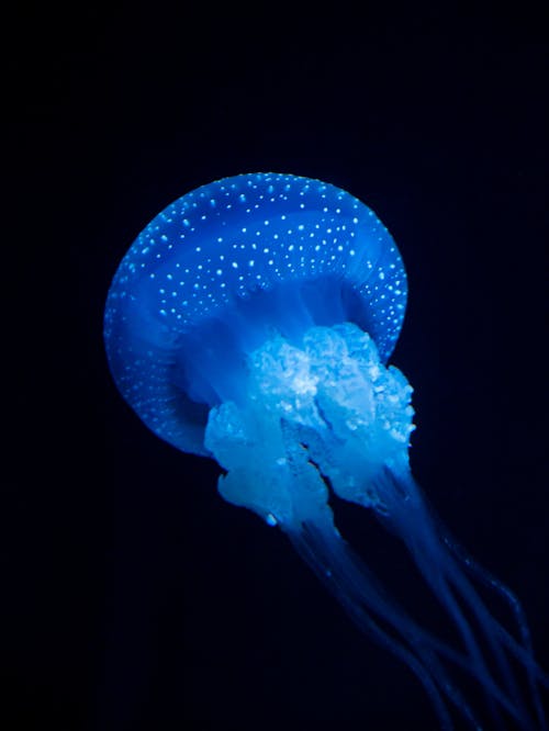 Free A Jellyfish Underwater Stock Photo