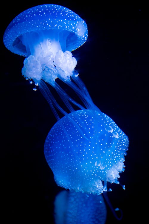 Голубая медуза на белом фоне