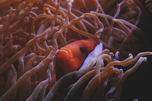 Imagine de stoc gratuită din a închide, acvatic, anemonă de mare