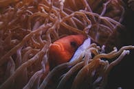 一条醒目的小丑鱼游过充满活力的海葵，穿梭在令人惊叹的水下珊瑚礁场景中