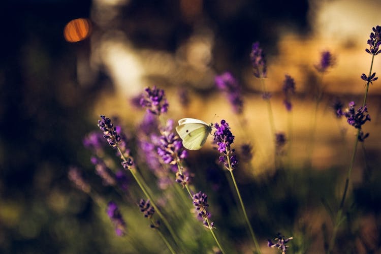 Purple Flowers