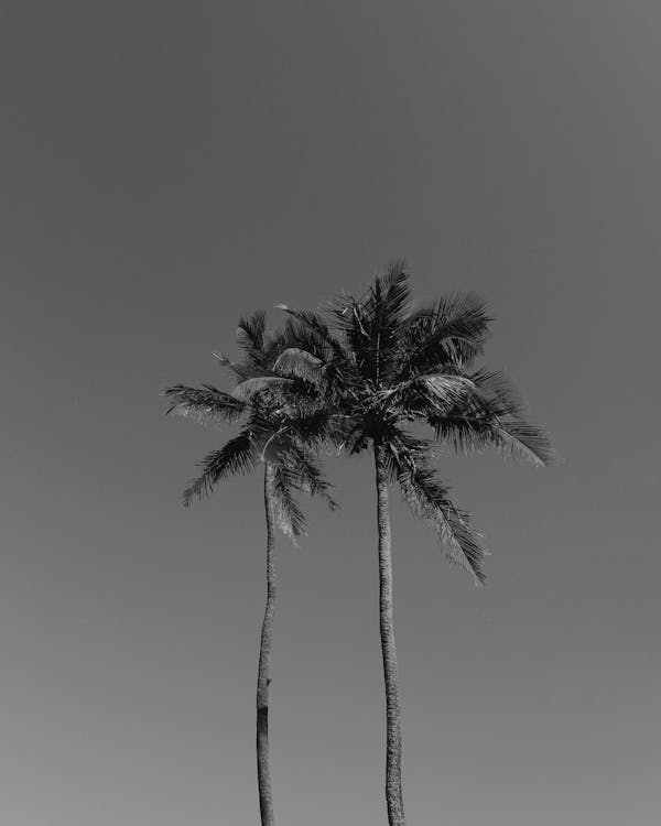 Palm trees on background of sky