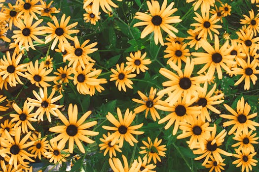 A lively display of black-eyed susan flowers with vibrant yellow petals and dark centers.