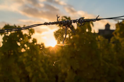 Ilmainen kuvapankkikuva tunnisteilla auringonlasku, aurinko, hämähäkinverkko