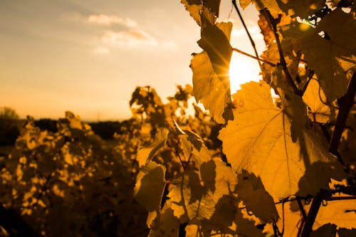 Immagine gratuita di filo, rheingau, sole