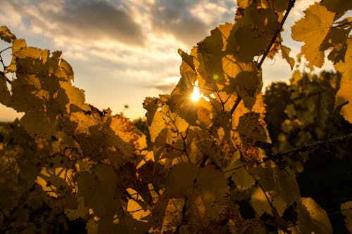 Foto profissional grátis de cabo, pôr do sol, rheingau