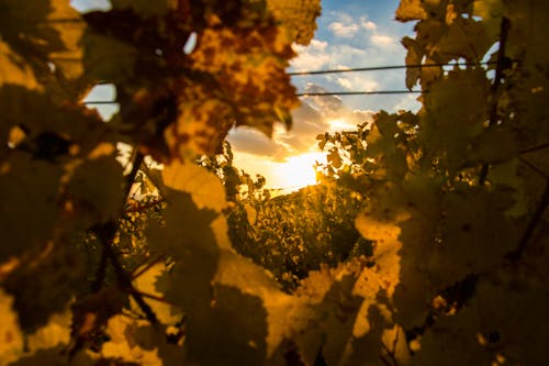 Základová fotografie zdarma na téma drát, popínavý, rheingau