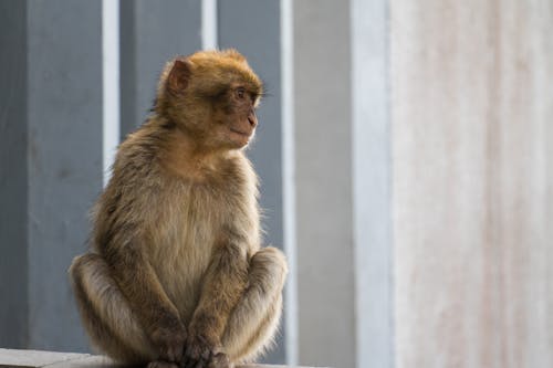 Foto stok gratis duduk, gibraltar, kera barbar