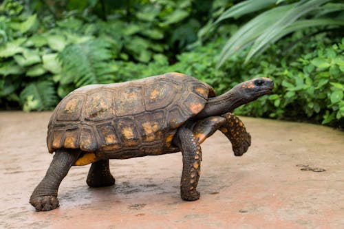 Free stock photo of tortoise, turtle