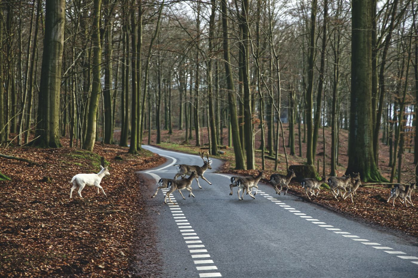 Herd of deer crossing a winding two-lane road through the woods