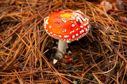 Free 
A Close-Up Shot of a Fly Agaric Stock Photo