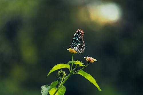 Butterfly Perched on Yellow Flower 
