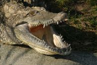 Brown Crocodile on Gray Sand