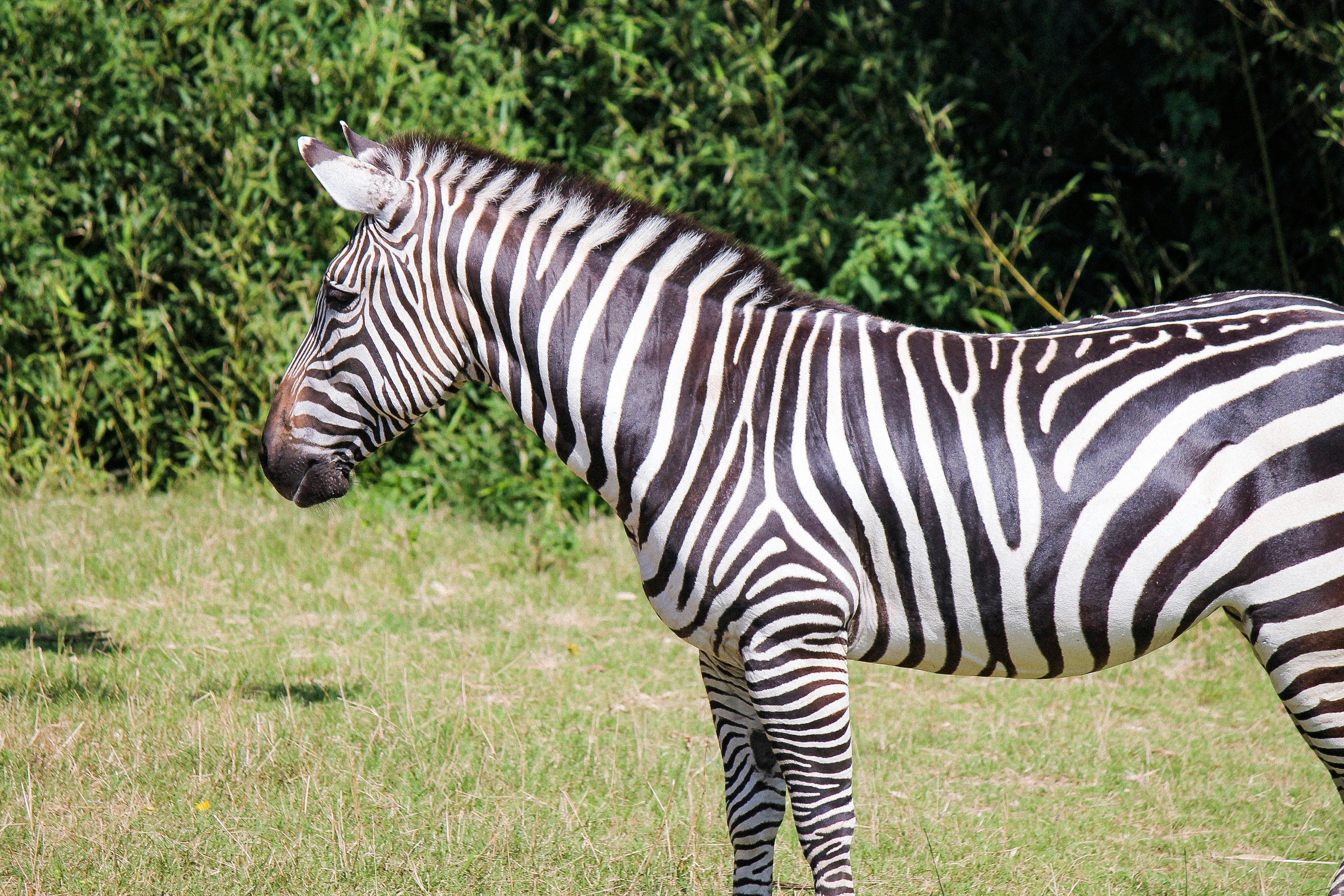 Foto Stok Gratis Tentang Alam Binatang Fauna