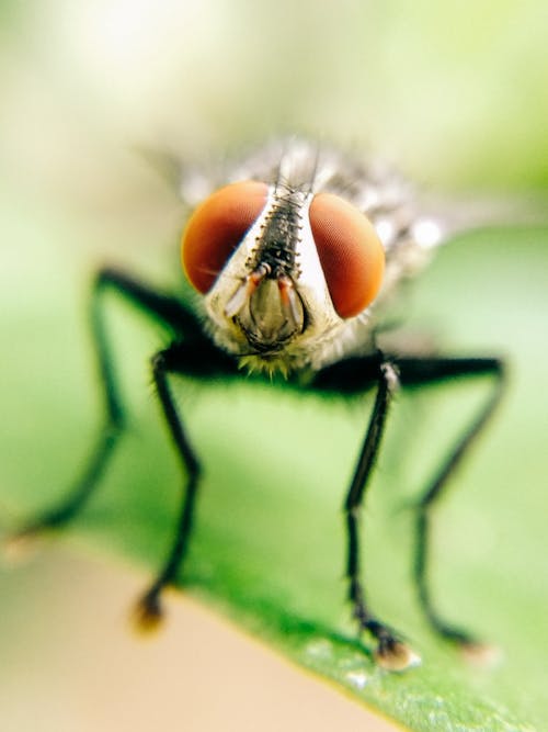 Macro Photography of a Fly Perched on a Leaf