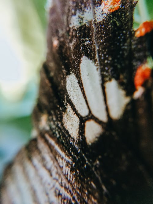 Macro Photography of a Butterfly Wing