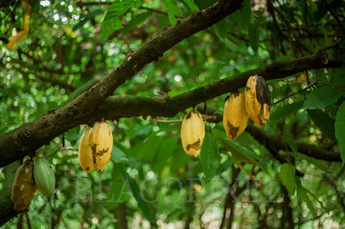 Free stock photo of cocoa tree