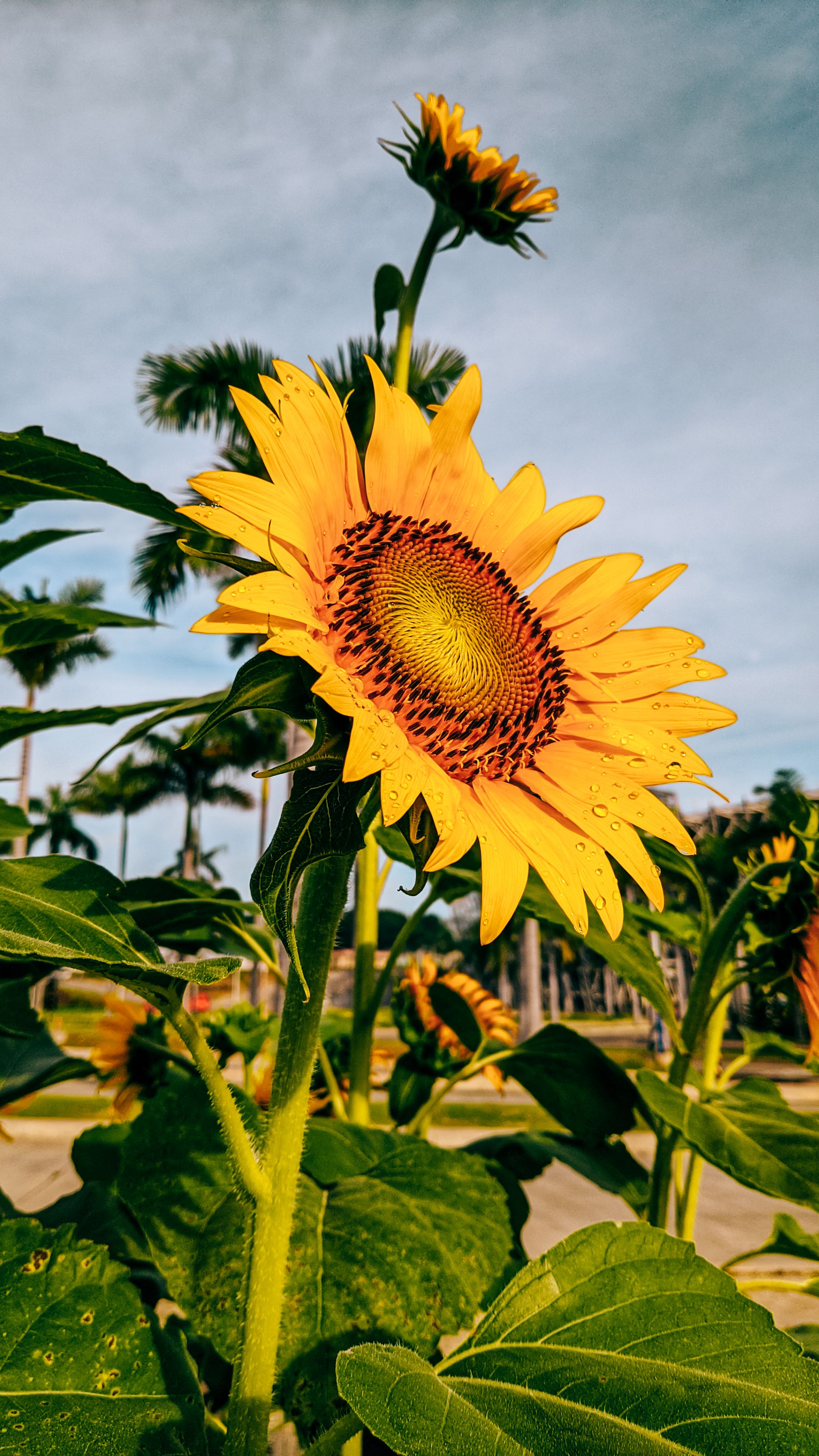 Sunflower in Close Up · Free Stock Photo