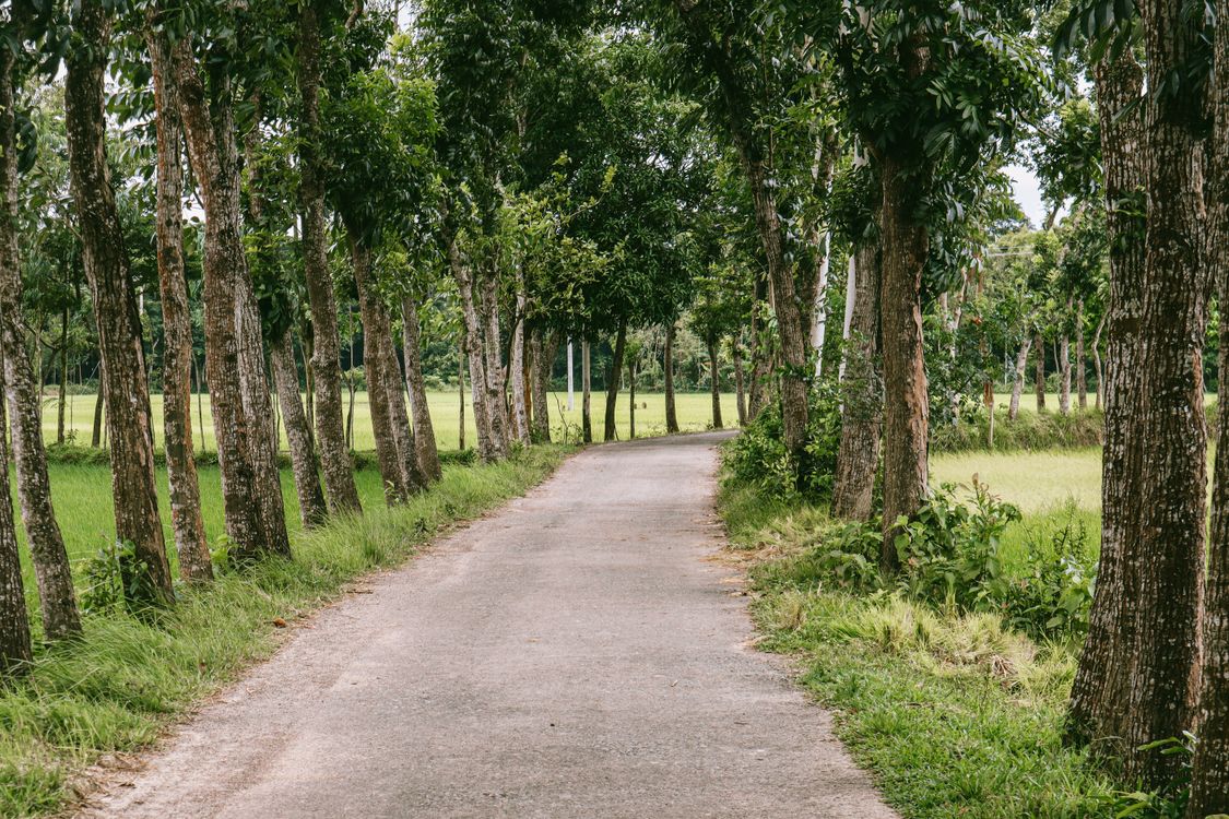 Footpath Among Trees · Free Stock Photo