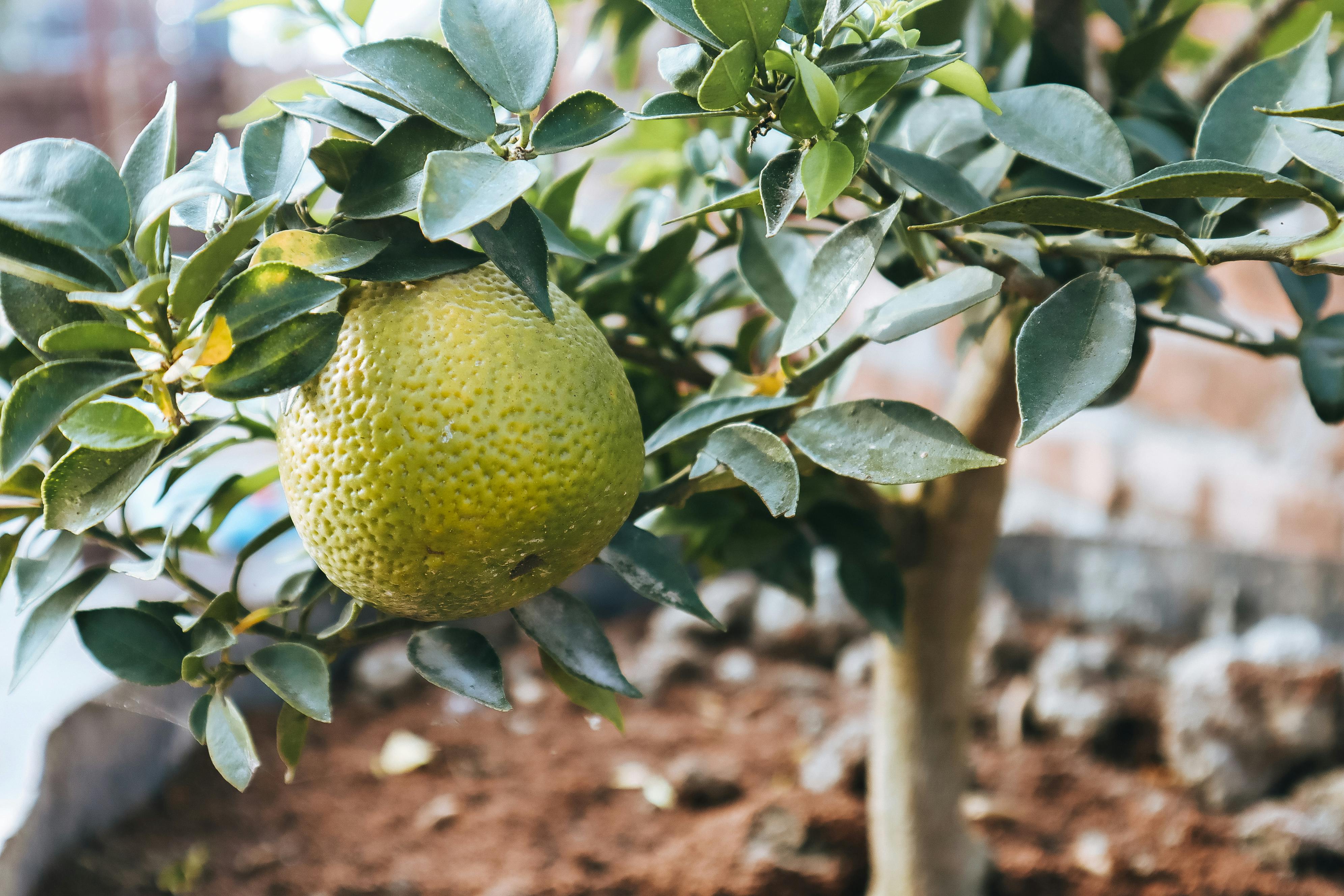 Albedo Edáfico: Impacto en Temperatura y Horticultura Sostenible