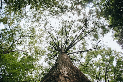 Gratis stockfoto met bladeren, blaffen, bomen