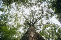 Low Angle Photography of Green Leaf Tree