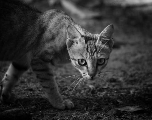 Free stock photo of cats, ferocious