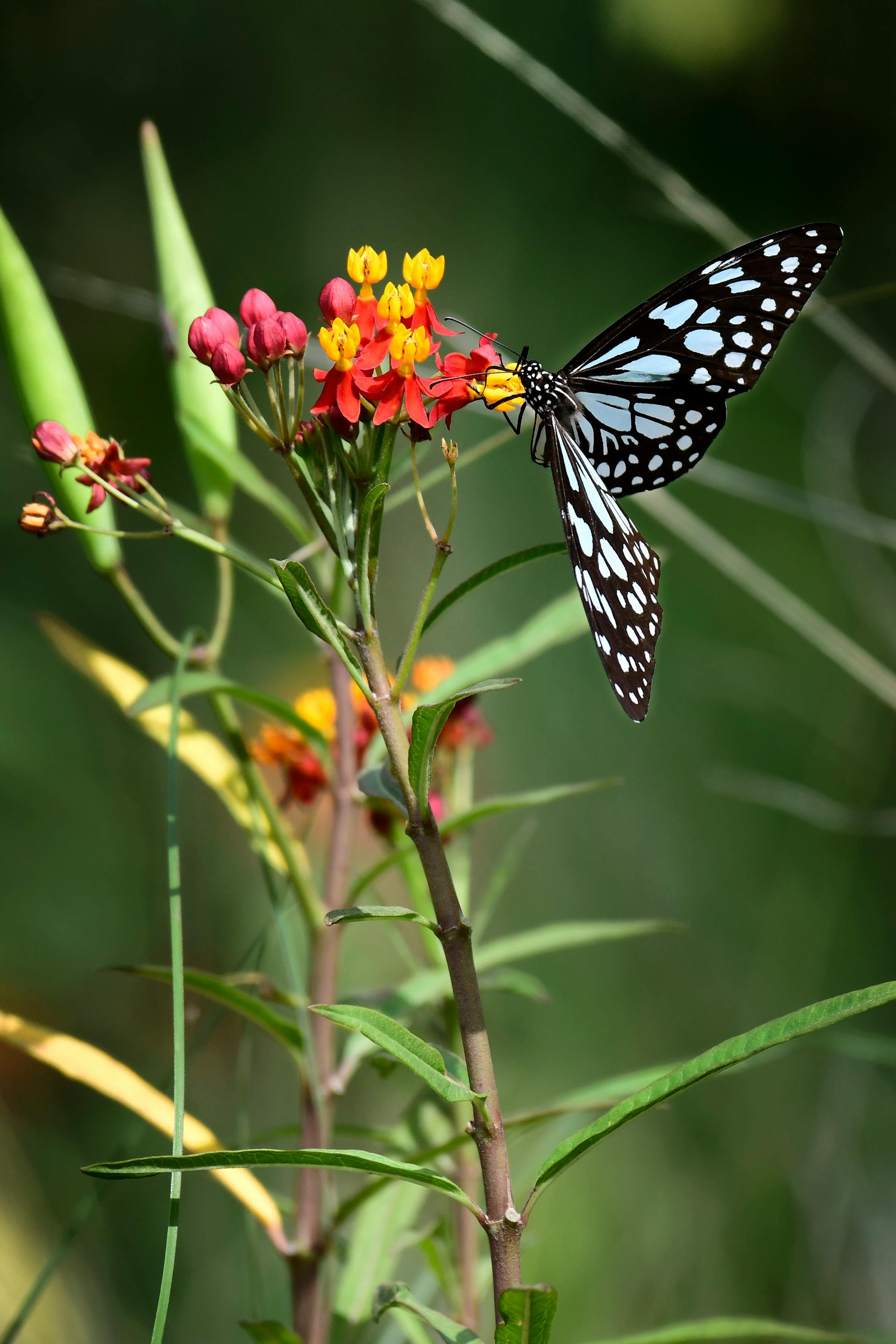 butterfly with black wings and white spots on blooming flowers