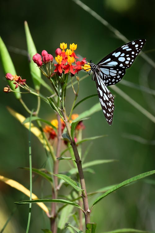 Fragile butterfly with white spots on wings on bright gentle flowers in blossom on blurred background