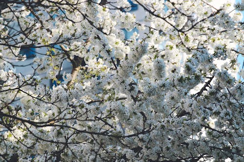 Foto d'estoc gratuïta de arbre, branques, flor