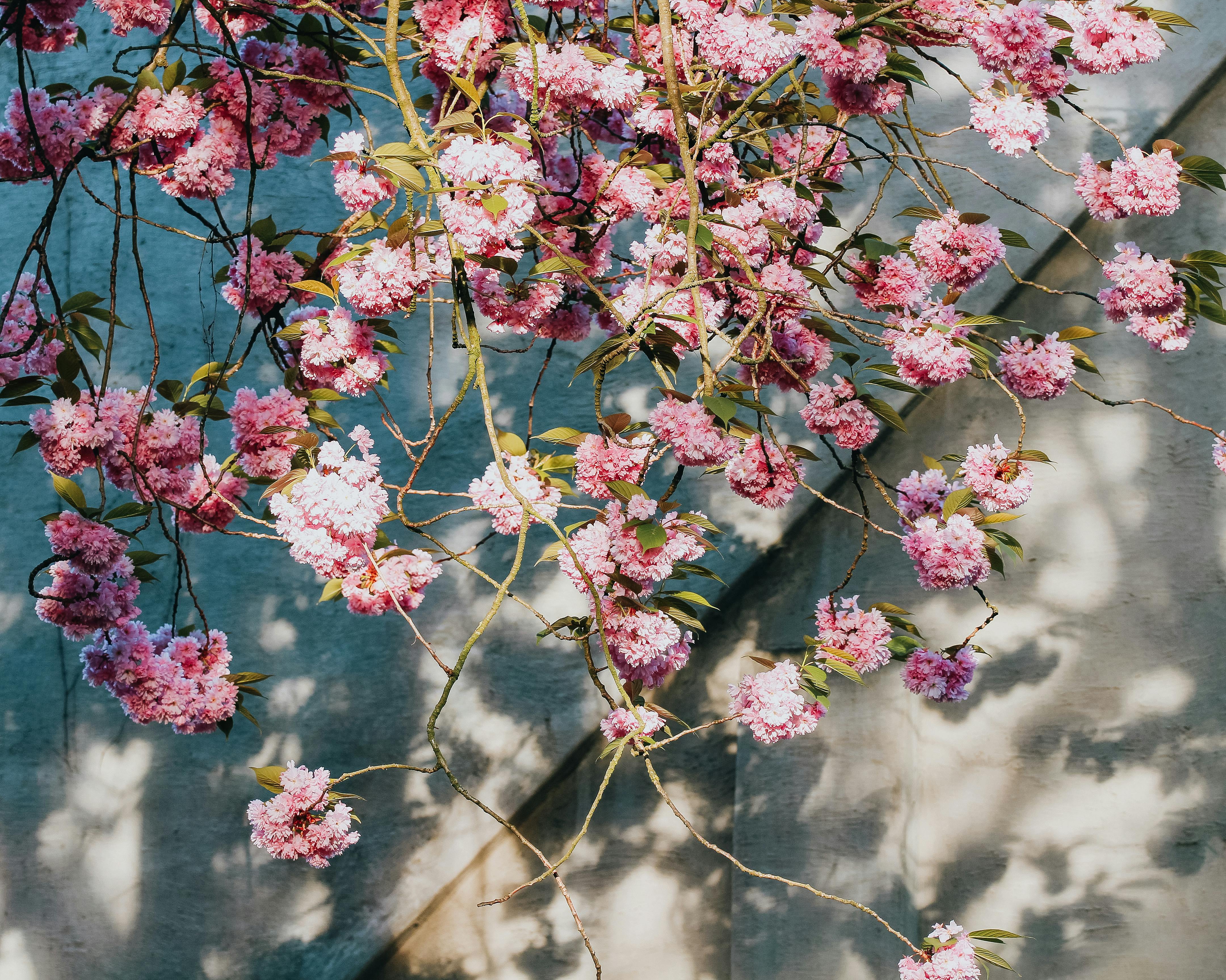 春天阳光下，美丽的粉红色樱花投下斑驳的树影
