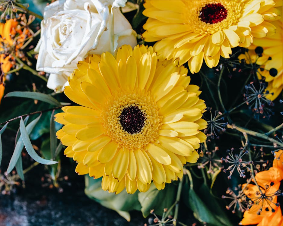 Yellow Barberton Daisies and a White Rose