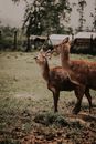 Brown Deer on Green Grass Field
