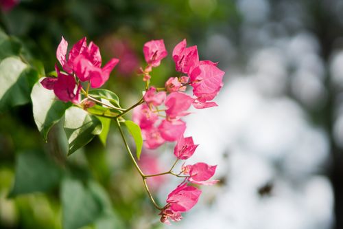 Free Close-up of pink bougainvillea flowers with bokeh background and lush green foliage. Stock Photo