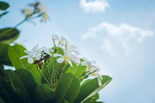 무료 HDR, 꽃, 꽃잎의 무료 스톡 사진