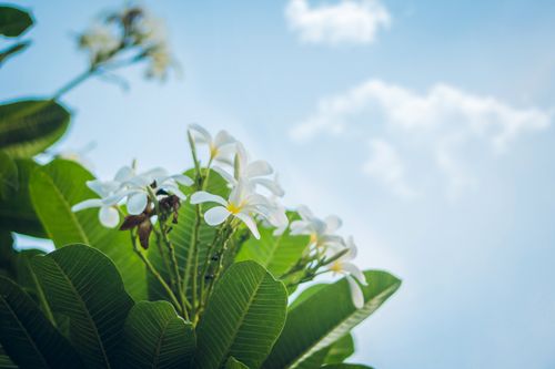 Free A serene view of frangipani flowers, showcasing natural beauty with blue sky backdrop. Stock Photo
